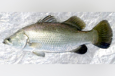 Asian Sea Bass