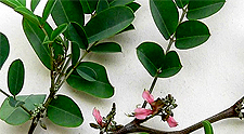 Auri Leaf