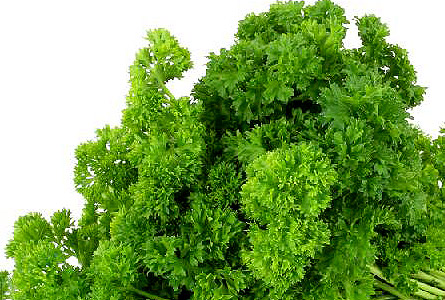 Parsley closer view